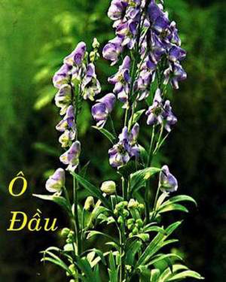 Ngộ độc ô đầu - Biết để phòng tránh 1
