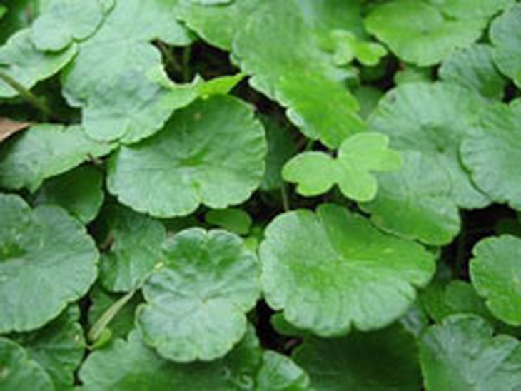 Rau má làm thuốc