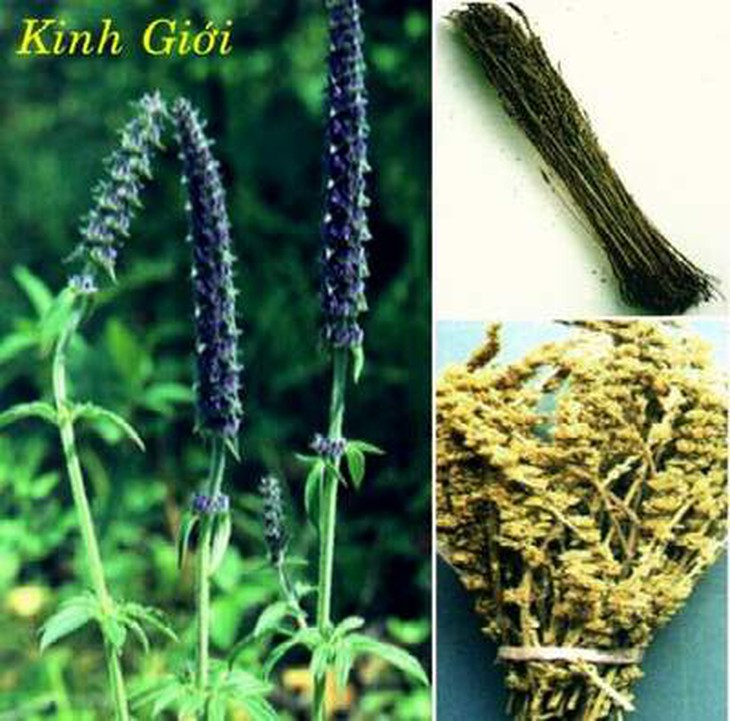 kinh giới là vị thuốc chữa mề đay