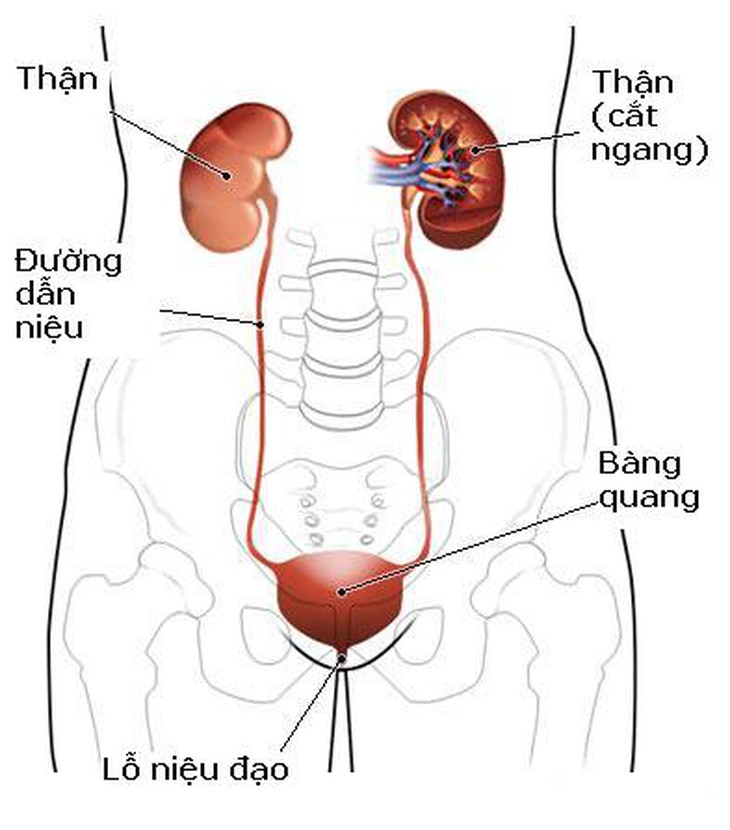 Hình ảnh cấu tạo hệ tiết niệu.