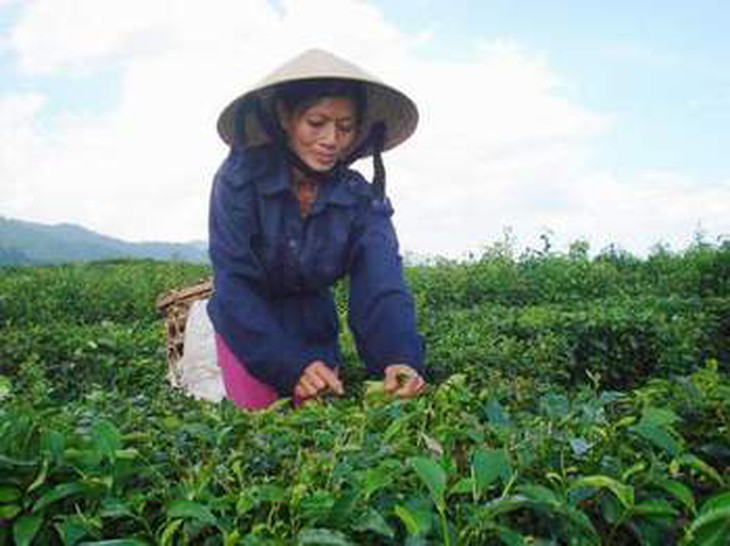 Chuyện những người mẹ đơn thân trên đồi chè