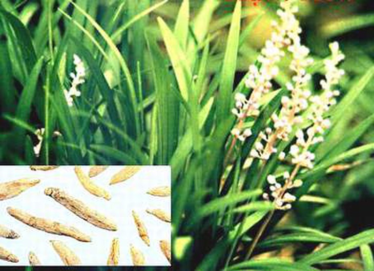 Bài thuốc chữa viêm gan mạn