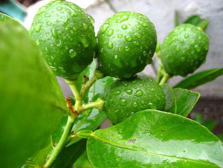 7 tác dụng chữa bệnh 'thần kỳ' của vỏ chanh