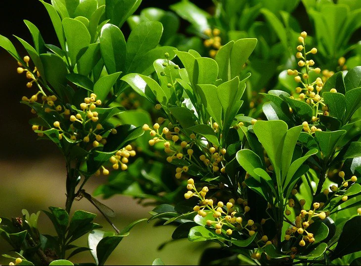 Hoa ngâu có tác dụng gì? - Ảnh 2.