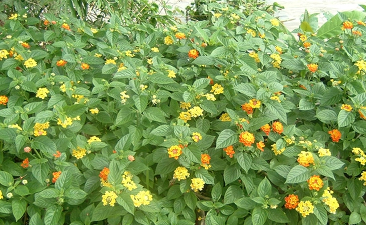 Chữa ho do lạnh  với cây thơm ổi