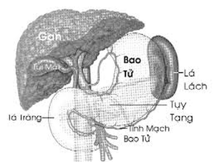 Cắt lá lách có ảnh hưởng sức khỏe?