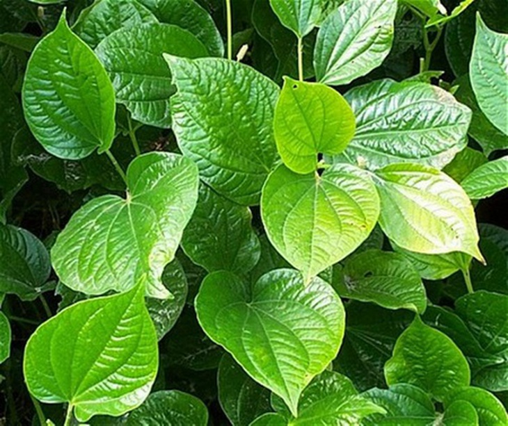 Thuốc hay từ cây lá lốt