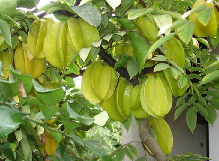 Quả khế - Vị thuốc trừ phong độc
