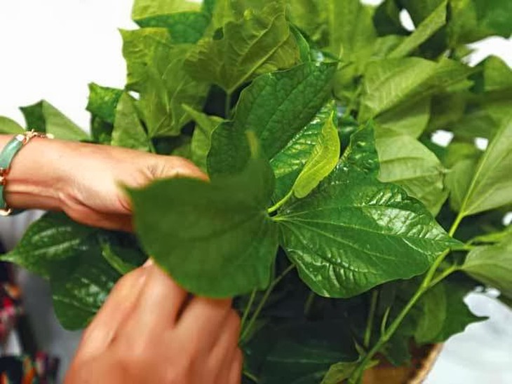 Lá lốt chữa viêm nhiễm âm đạo