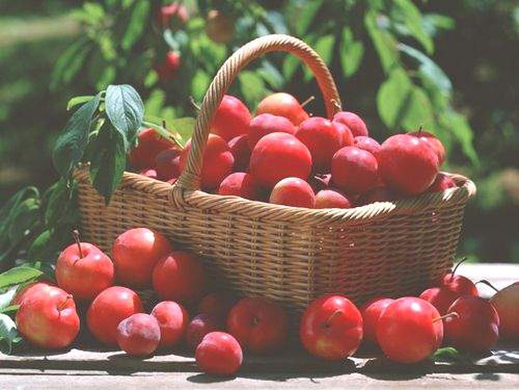 Ăn táo giảm cholesterol xấu 