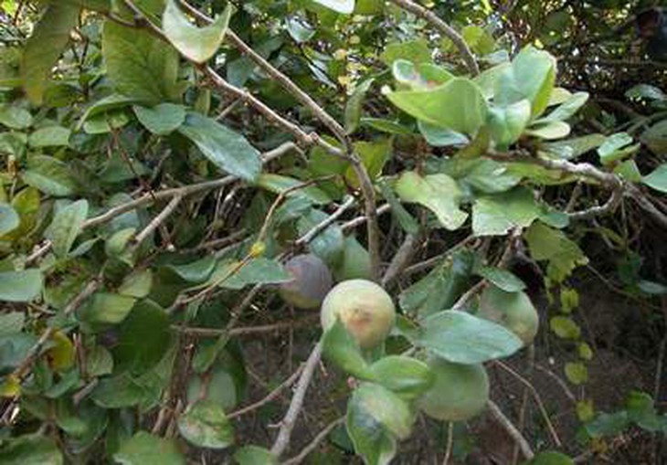 Quả trâu cổ có tác dụng gì? - Ảnh 2.