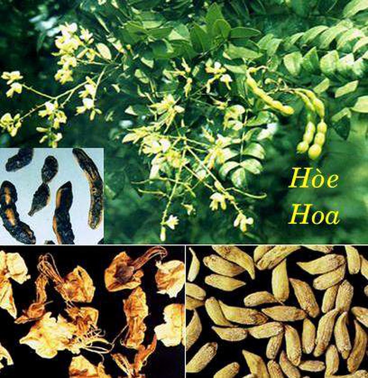 Hoa hòe thanh nhiệt, tiêu viêm