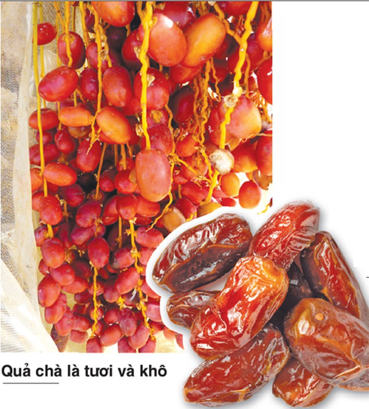 Quả chà là tươi có tác dụng gì? - Ảnh 3.
