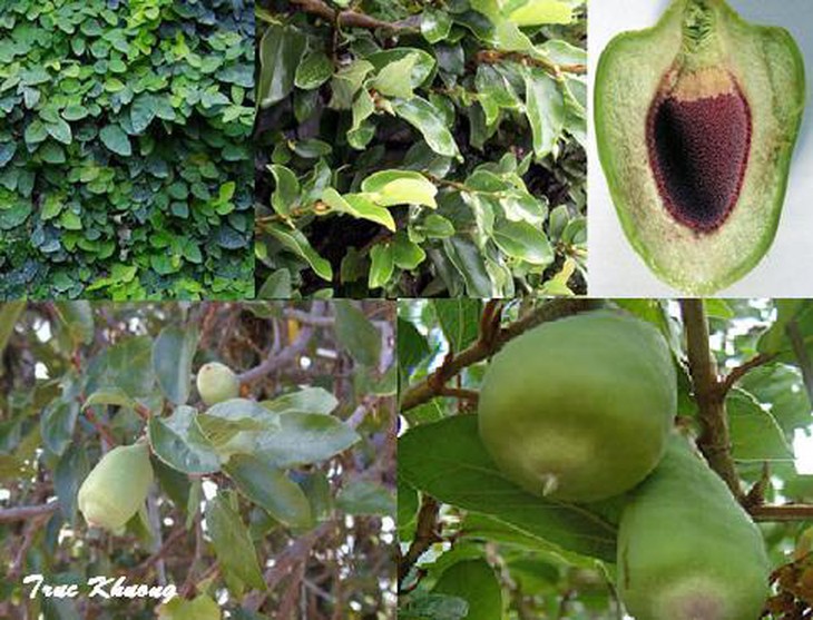 Quả trâu cổ có tác dụng gì? - Ảnh 3.
