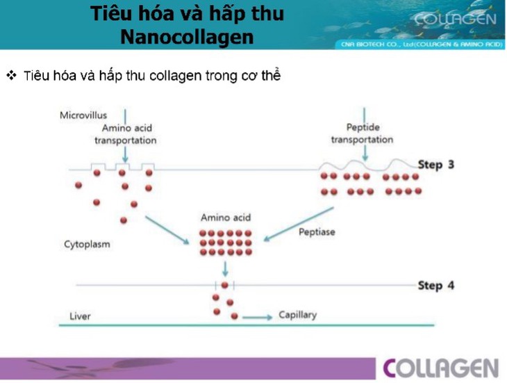 Nano collagen – Công nghệ mới tăng cường hấp thu hiệu quả- Ảnh 2.