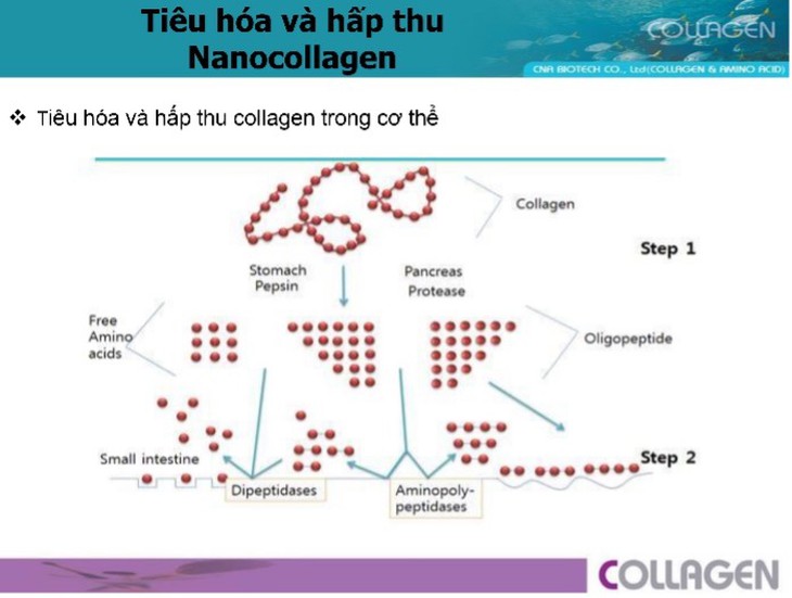 Nano collagen – Công nghệ mới tăng cường hấp thu hiệu quả- Ảnh 3.