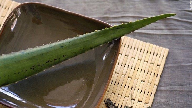 lô hội chống cháy nắng