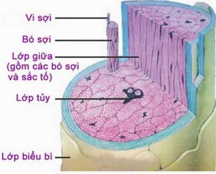 bi-mat-ve-soi-toc-4