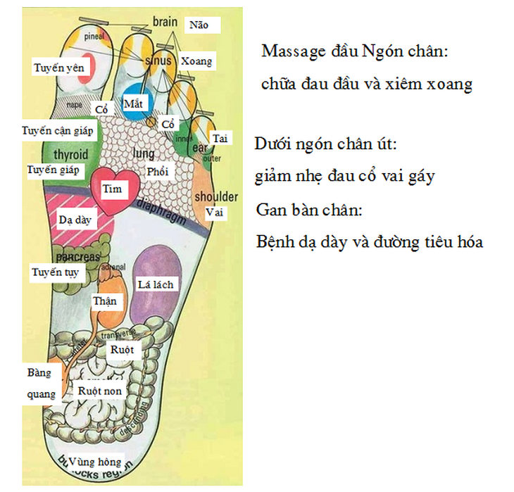 Massage bàn chân chữa bệnh