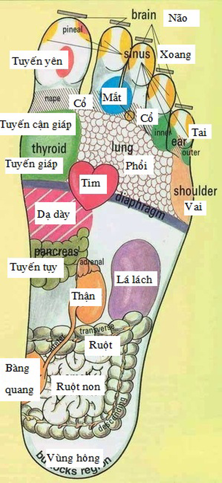 Tuyệt chiêu massage bàn chân chữa bệnh