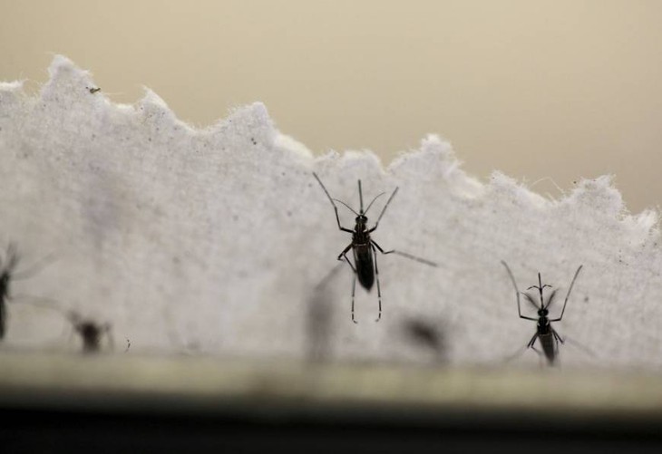zika, virus zika lay truyen qua muoi dot