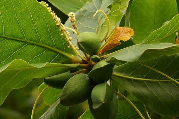 trái bàng trong nhà tù Hỏa Lò