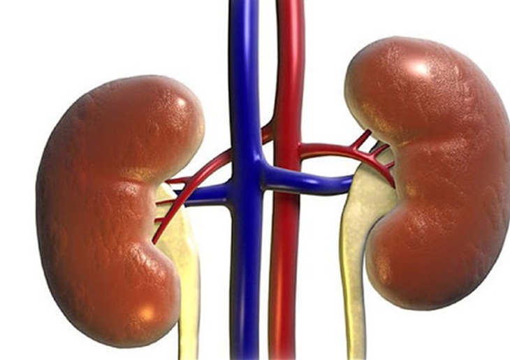 Thận yếu ảnh hưởng khả năng sinh sản