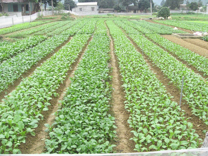 Một mô hình trồng rau an toàn