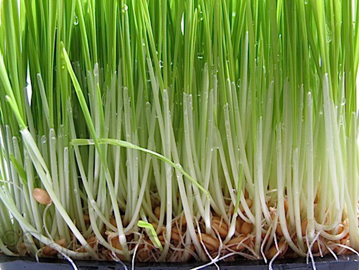 Mầm lúa mì mọc từ hạt 