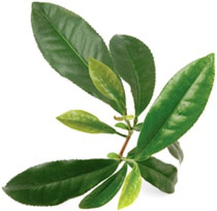 trà xanh khử mùi cơ thể