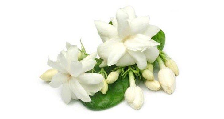 Tinh dầu hoa nhài tẩy tế bào chết, trị mụn trứng cá