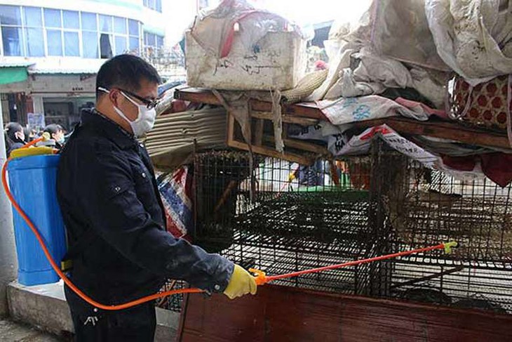 9 câu hỏi không thể bỏ qua về cúm gia cầm A/H7N9
