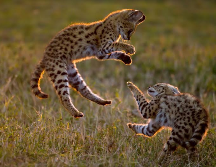Mèo hoang châu Phi Leptailurus