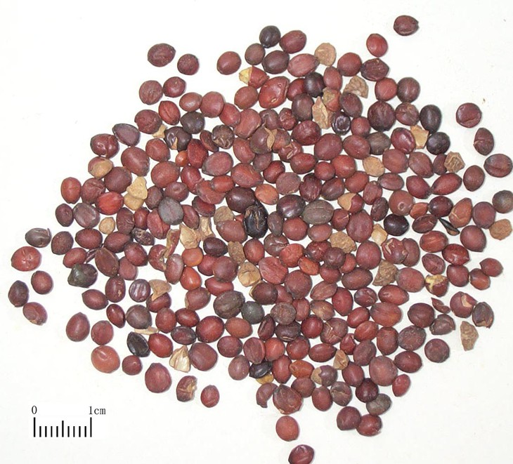 táo trị mất ngủ