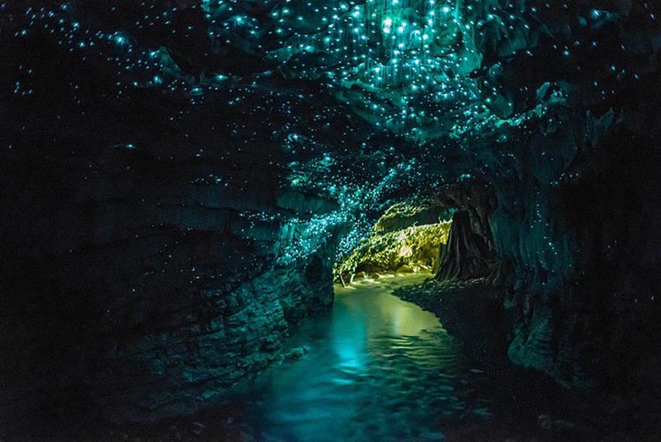 Hang Đom đóm, New Zealand