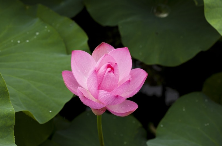hoa sen