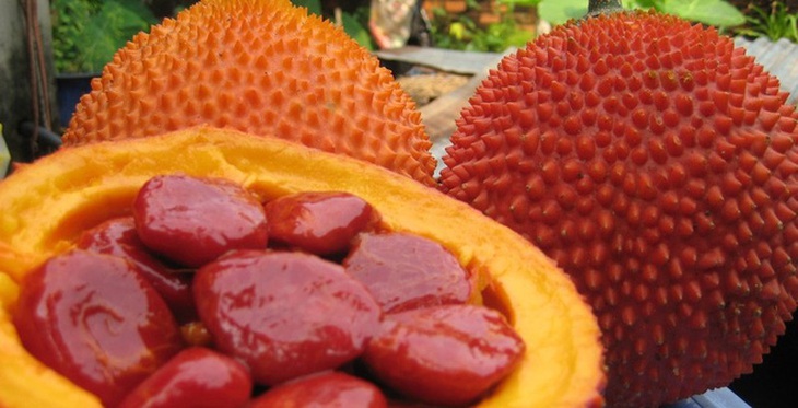 Hạt gấc chữa nhiều bệnh
