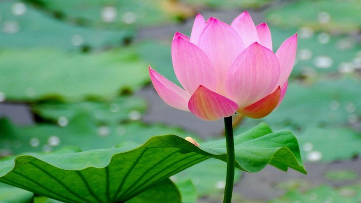 Hoa sen là loài hoa mang vẻ đẹp thuần khiết
