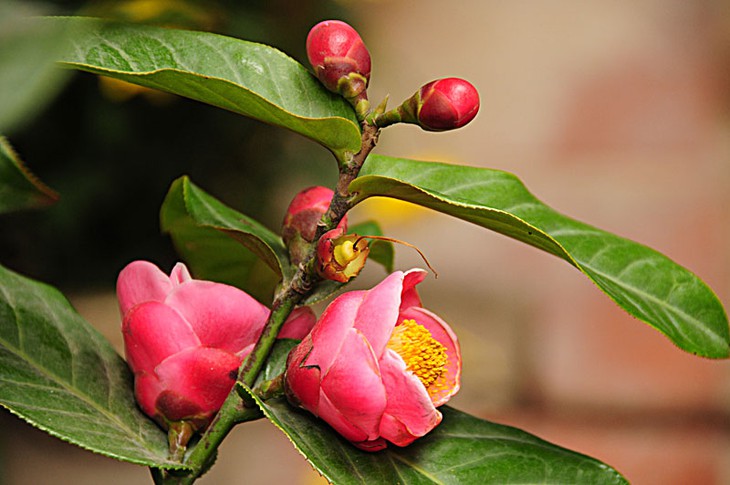 Hoa hải đường