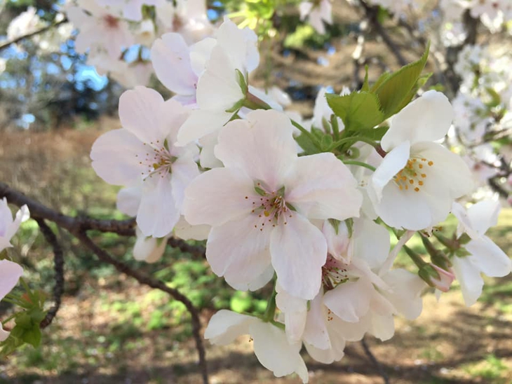 Hoa anh đào (sakura) là biểu tượng của sự thuần khiết, tinh túy và là đặc trưng của đất nước mặt trời mọc