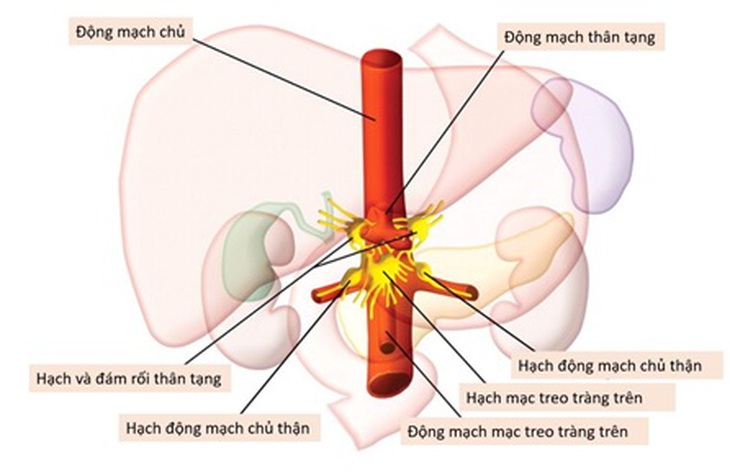 Sơ đồ đám rối thân tạng và các tạng chi phối cảm giác.