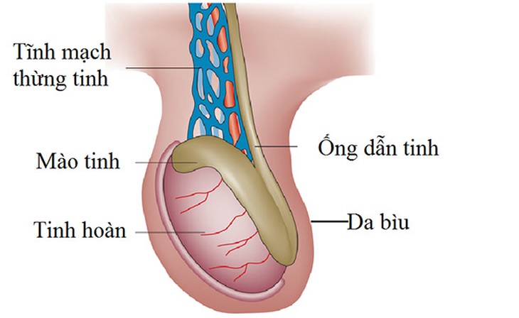 Hình ảnh tĩnh mạch thừng tinh