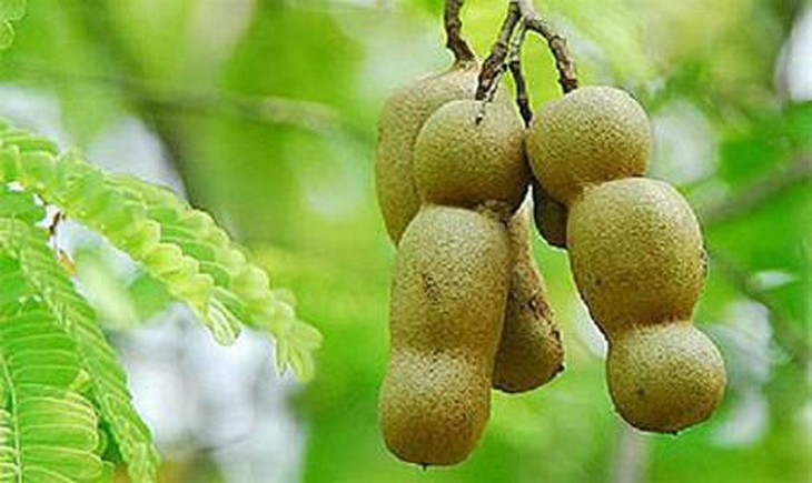 Quả me có tác dụng gì? - Ảnh 2.