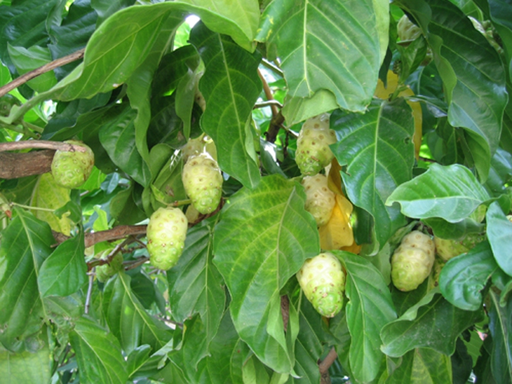 Rễ nhàu khô làm thuốc