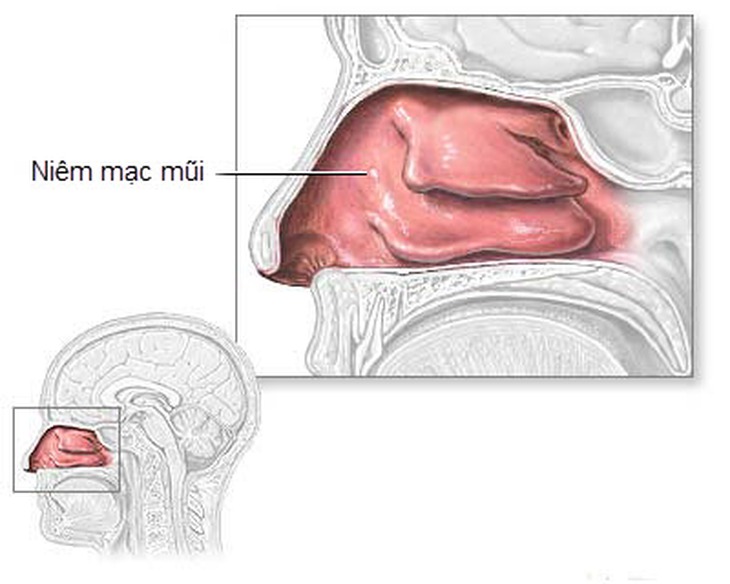 Niêm mạc mũi bị sung huyết