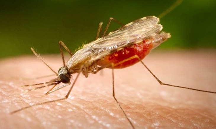 Muỗi Anopheles dirus