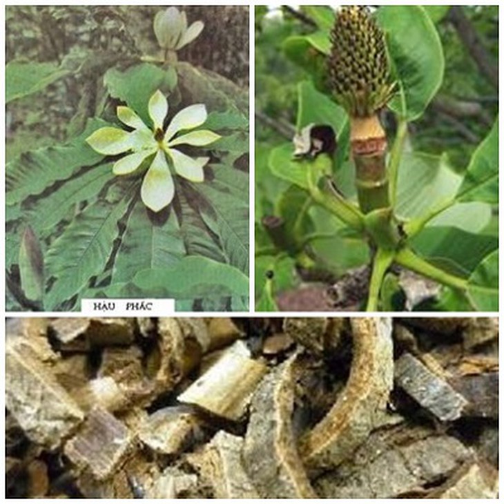 Vị thuốc hậu phác