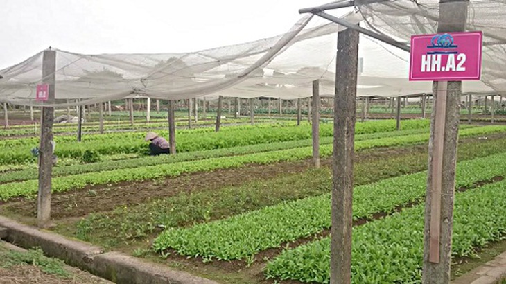 Công ty kinh doanh “rau sạch” gắn biển ở ruộng của bà con