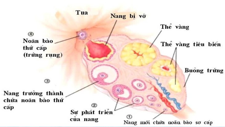 Sơ đồ rụng trứng.