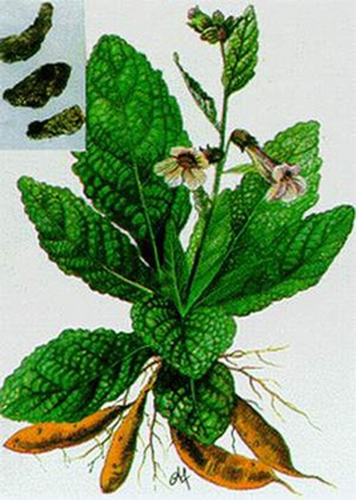 Sinh địa.